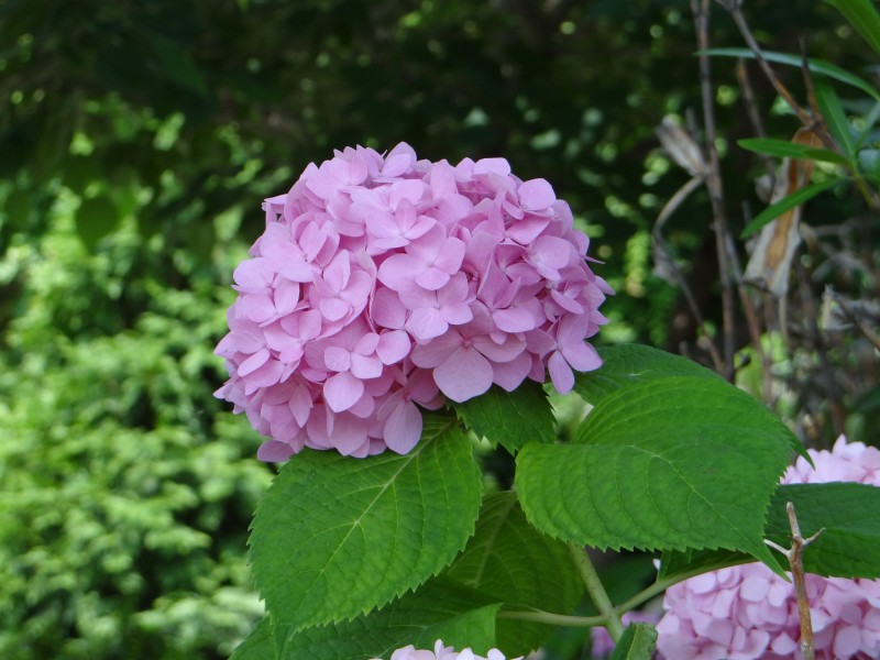 花团锦簇的绣球花图片