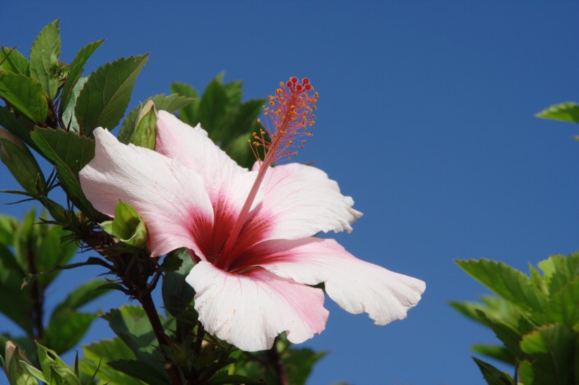 五颜六色娇柔的芙蓉花图片