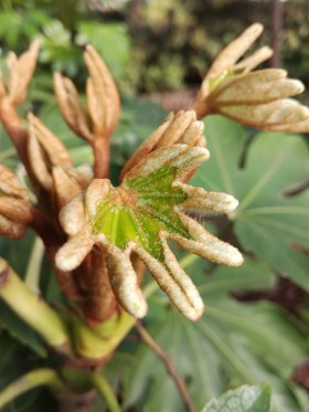 野外的植物图片(11张)