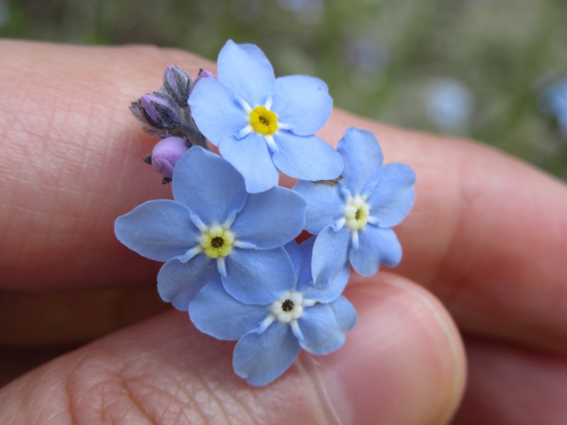 蓝色勿忘我鲜花图片