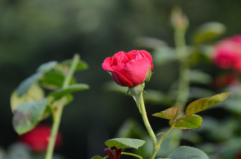 生命力旺盛的月季花图片