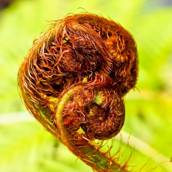 绿色蕨类植物图片