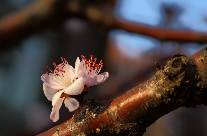 山桃花图片