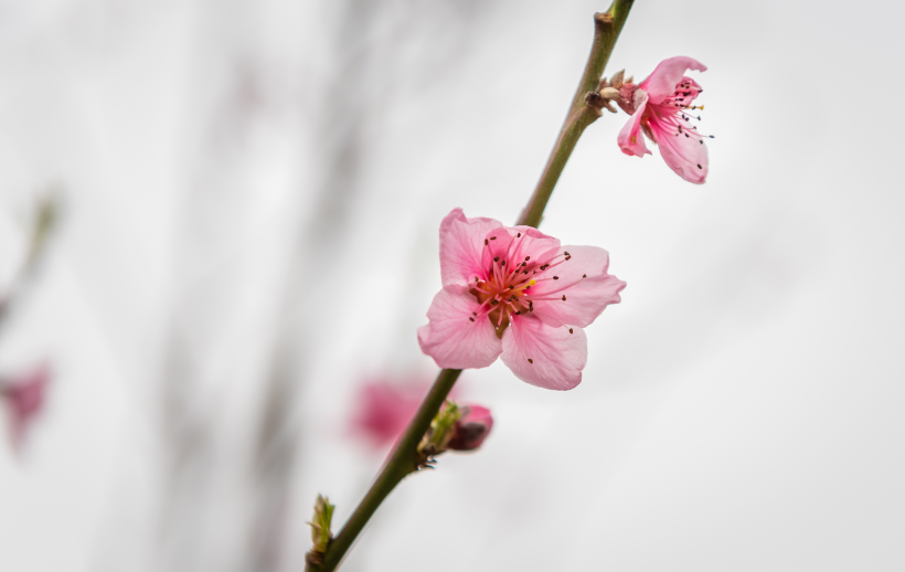 枝头盛开的桃花图片