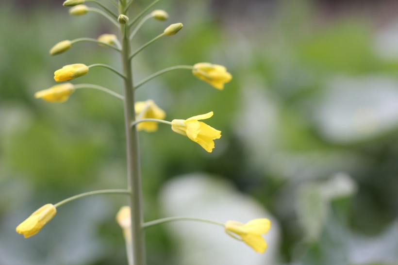 油菜花图片