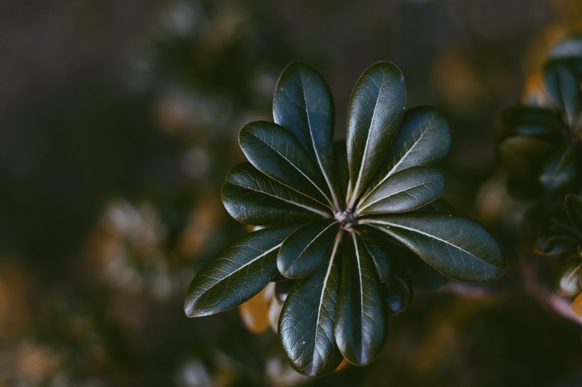 绿色的植物叶片图片