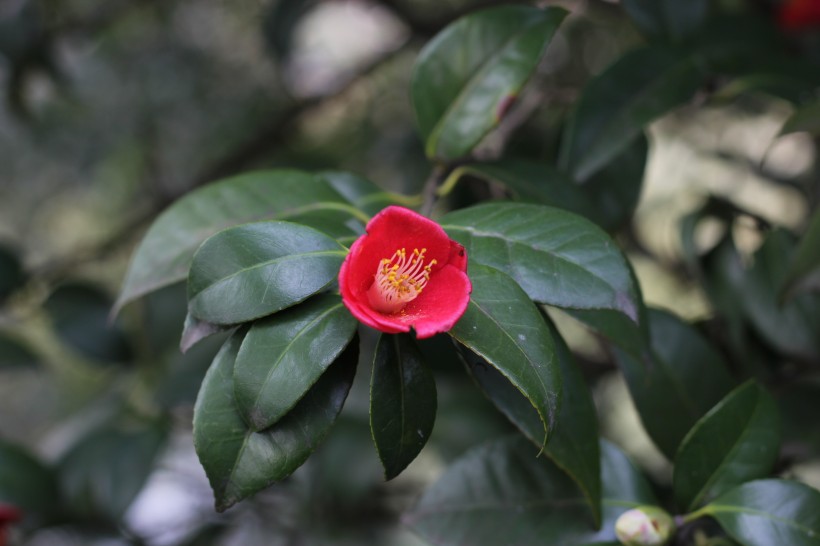 铁海棠花图片