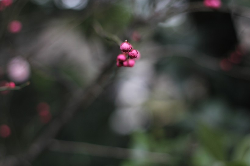 红梅花骨朵图片