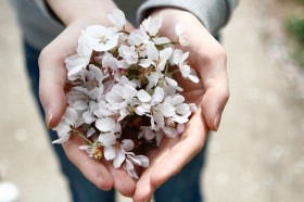 手中的鲜花图片(15张)