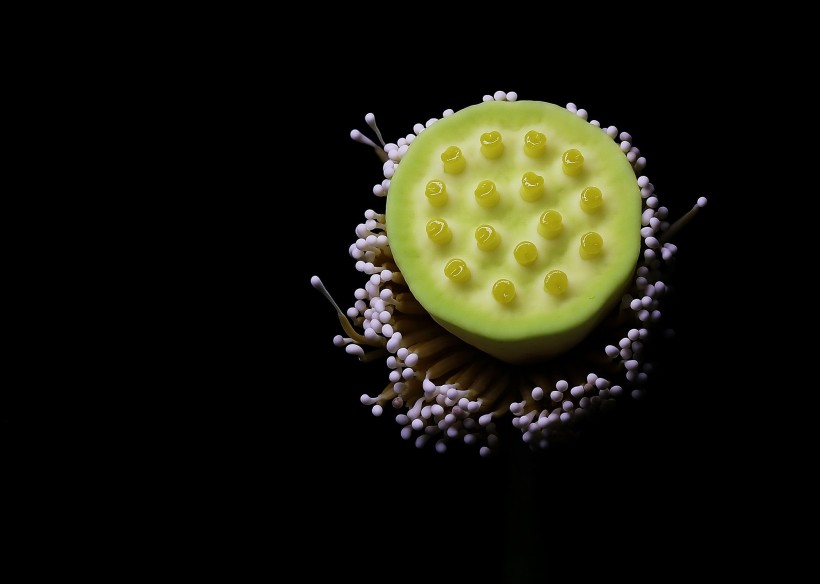 萍蓬草花图片