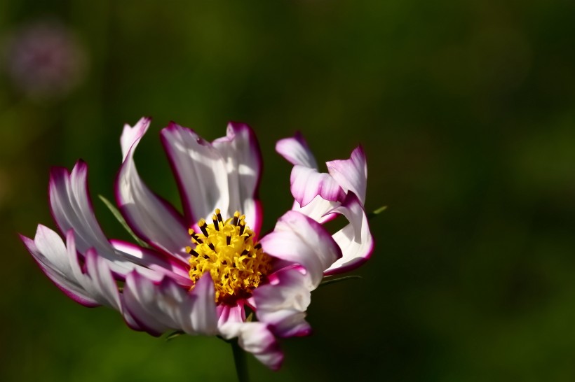 格桑花图片