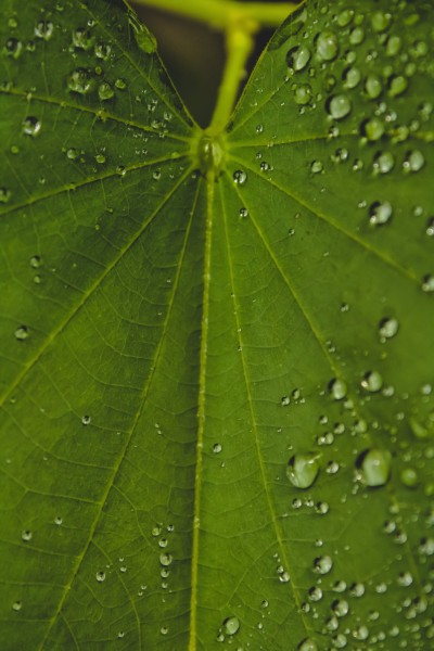 雨后的绿叶图片