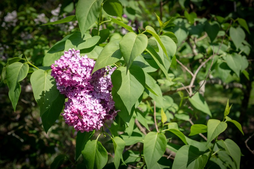 淡雅唯美的丁香花图片