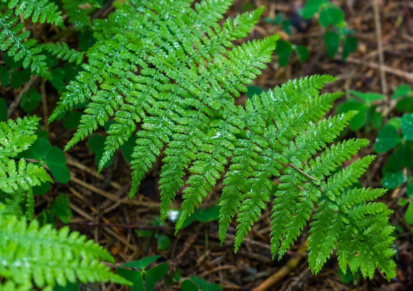 绿色蕨类植物图片