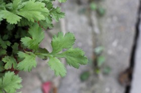 花盆里的香菜图片(10张)