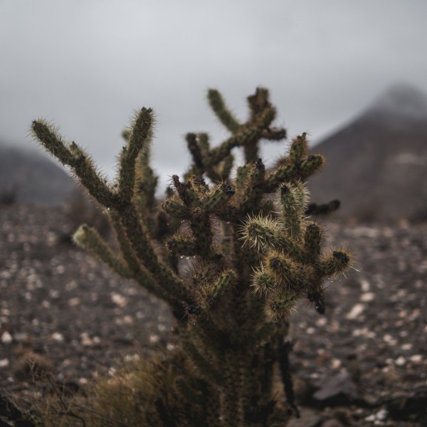 多肉植物仙人掌图片