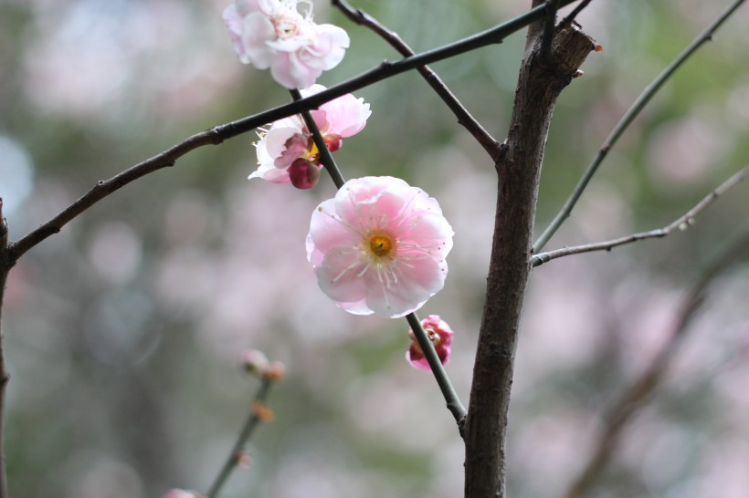 粉色的江梅花图片