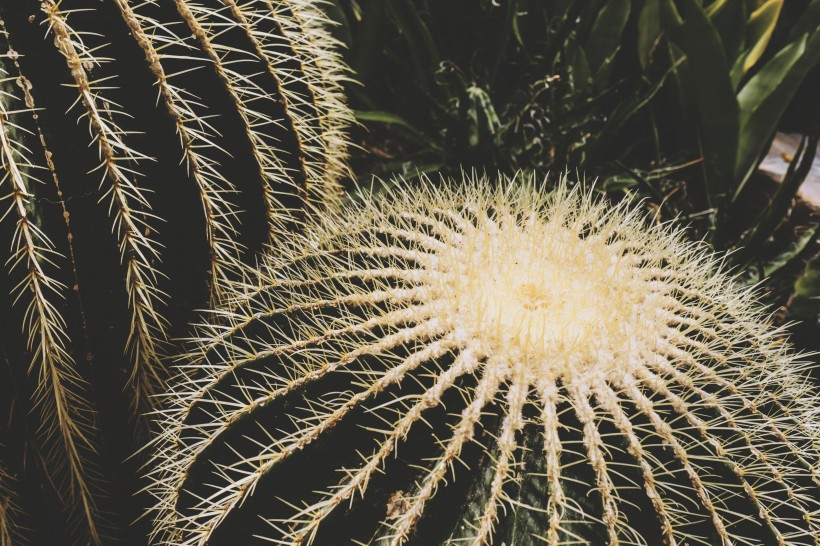 多肉植物仙人掌图片