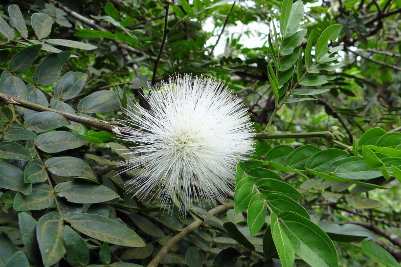 含羞草的花图片