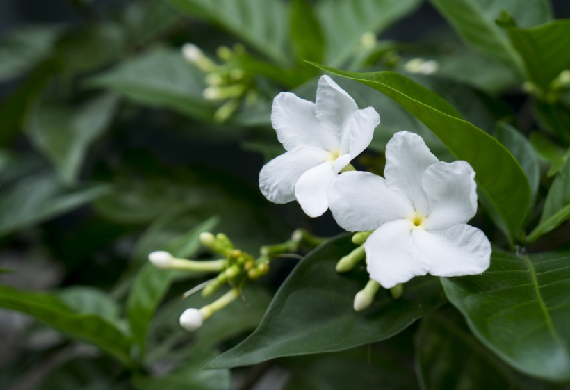 洁白无瑕的茉莉花图片