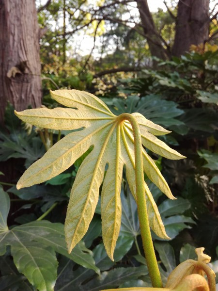 野外的植物图片