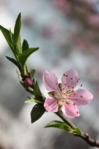 枝头盛开的桃花图片