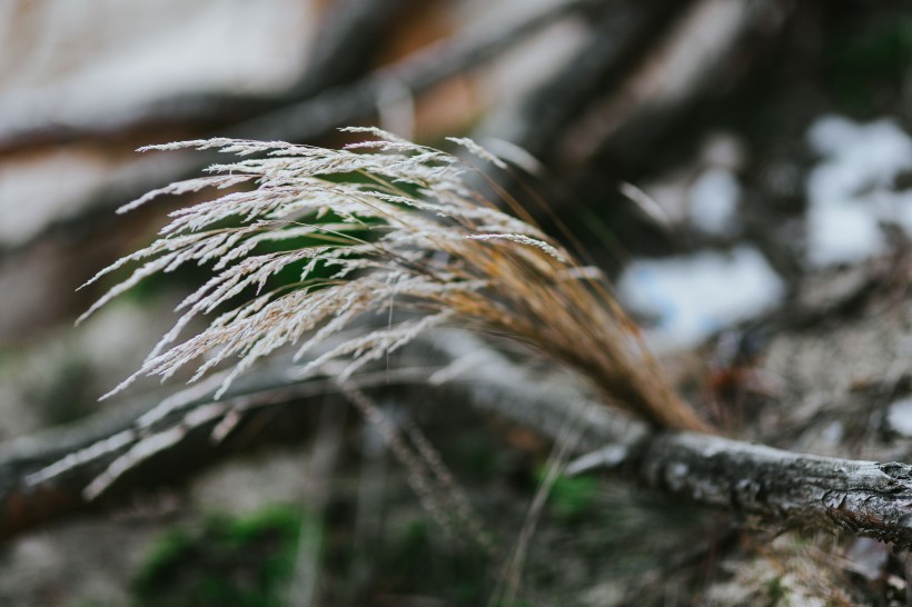 森林里植物的特写图片