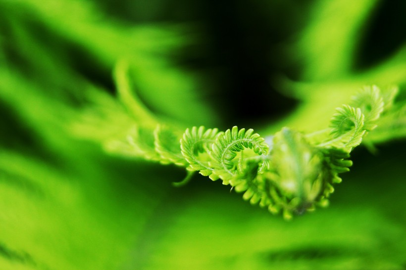 绿色蕨类植物图片