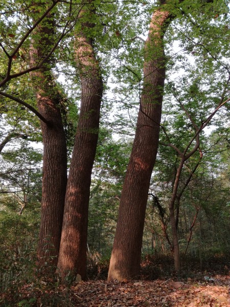 阳光下的树木图片