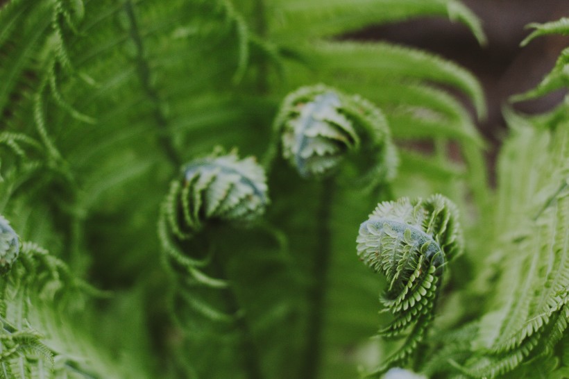 野生绿色蕨类植物图片