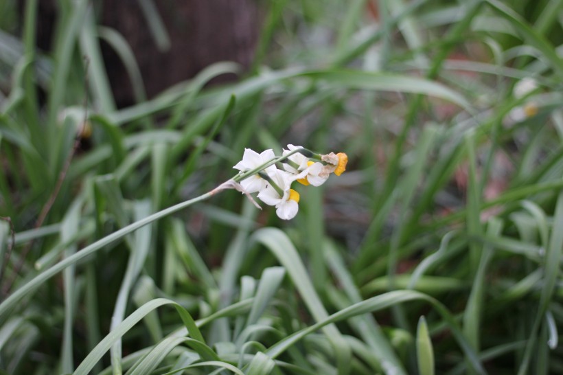 短蕊石蒜花图片