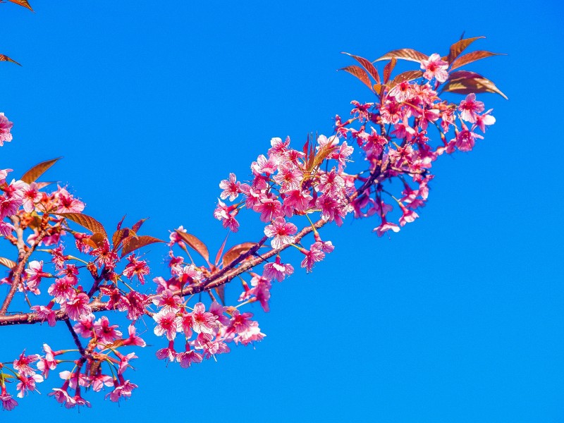 盛开似锦的樱花图片