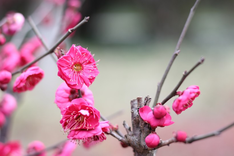 盛开的红梅花图片