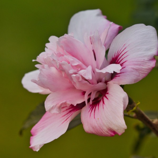 五颜六色娇柔的芙蓉花图片