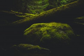 绿色的苔藓图片(17张)