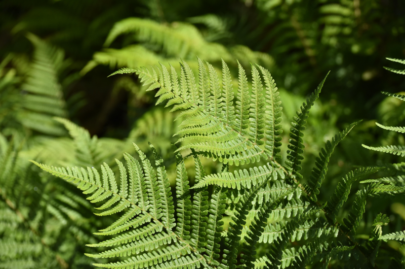 野生绿色蕨类植物图片