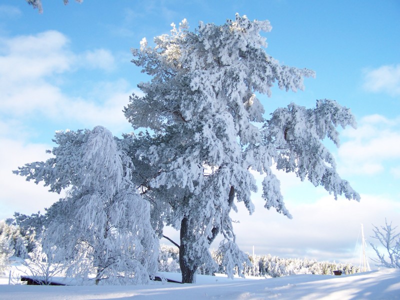 冬日里的雪树的特写图片