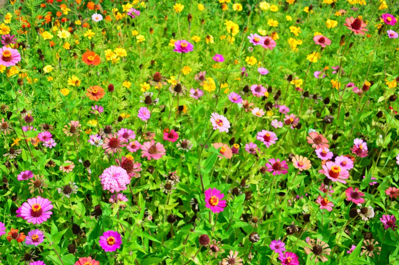 色彩缤纷的野生雏菊花图片