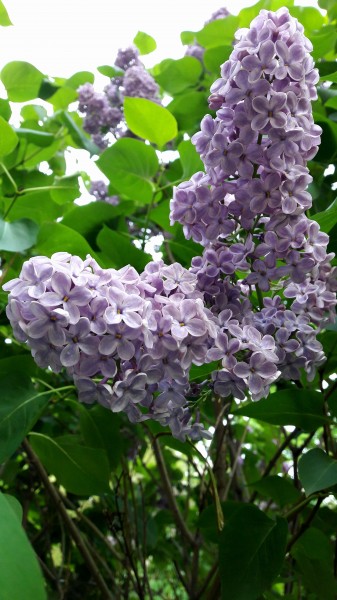 各种颜色的丁香花图片