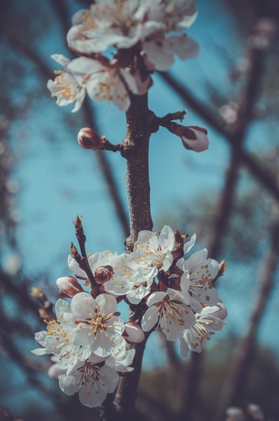 傲雪凌霜有气节的梅花图片