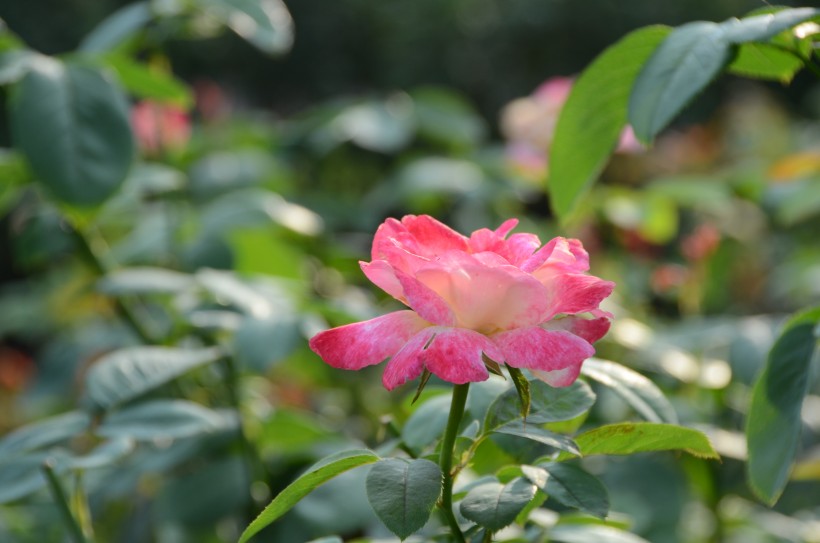 生命力旺盛的月季花图片