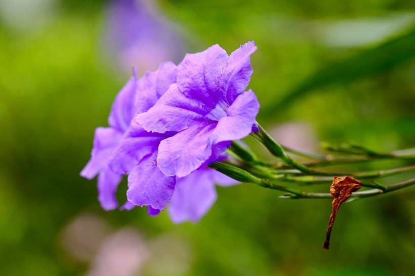 翠芦莉花图片