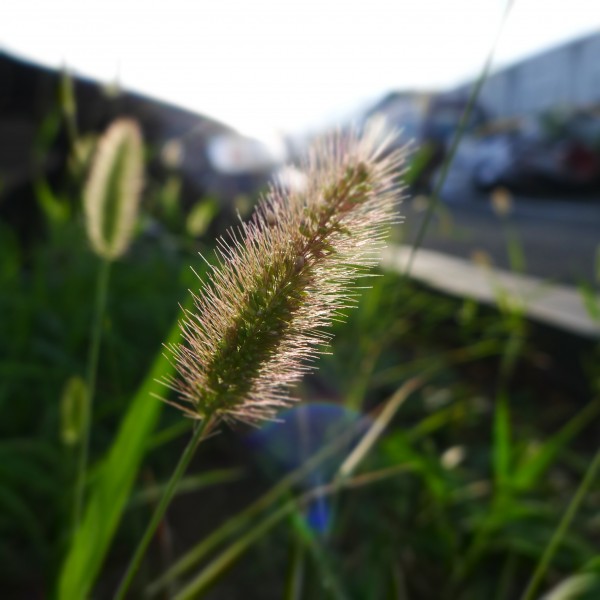 毛茸茸的狗尾草图片