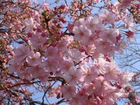 热闹盛开的粉嫩樱花图片(35张)