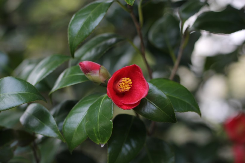 铁海棠花图片