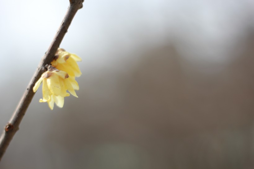 鹅黄色的腊梅花图片