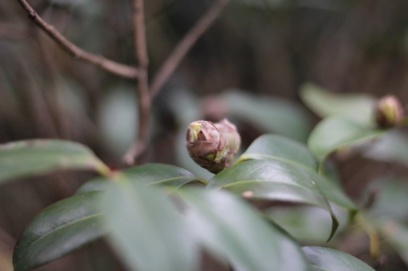 山茶花的花骨朵图片