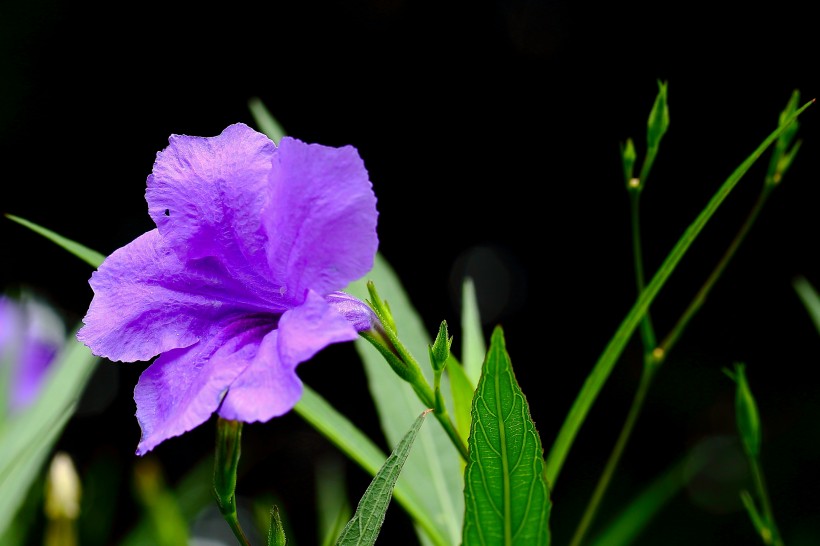 翠芦莉花图片