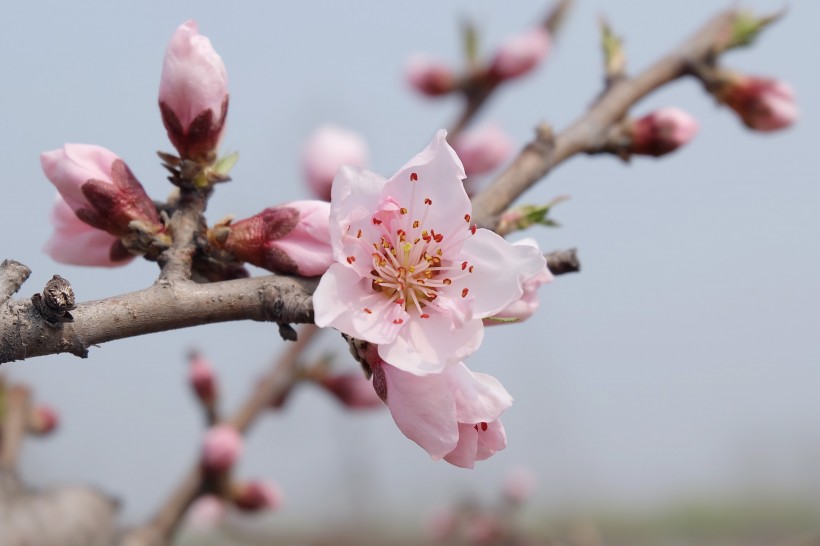 漂亮的桃花图片