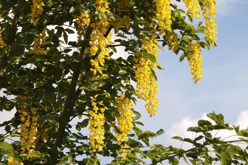 花团锦簇的金色金链花图片